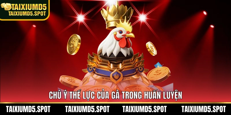 Chú ý thể lực của gà trong huấn luyện