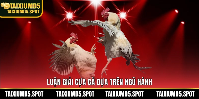 Luận giải cựa gà dựa trên ngũ hành