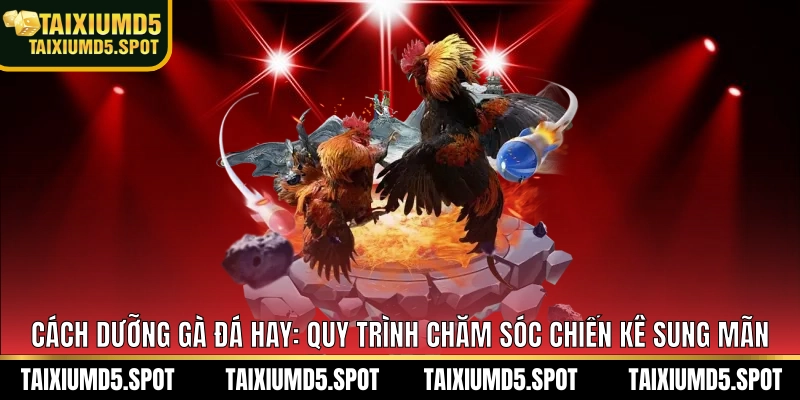 cách dưỡng gà đá hay